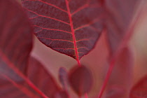 Smokebush, Cotinus coggygria 'Royal purple'.