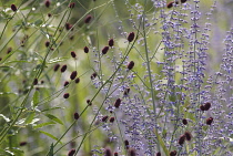 Russian sage, Perovskia 'Blue Spire'.