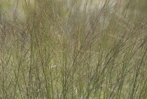 PurpleMoorGrass, Molinia caerulea 'Transparent'.