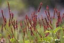 Redbistort, Persicaria amplexicaulis 'Firetail'.