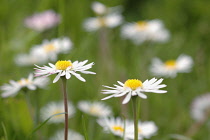 Daisy, Lawn daisy, Bellis perennis.