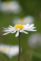 Daisy, Lawn daisy, Bellis perennis.