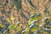 Plumepoppy, Macleaya cordata.