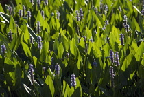 Pickerelweed, Pontederia.