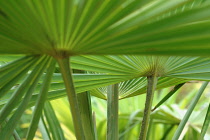 Fanpalm, Palm.