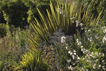 New Zealand Flax, Phormium tenax 'Yellow Wave'.