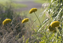 Yarrow, Achillea filipendulina 'Gold Plate'.