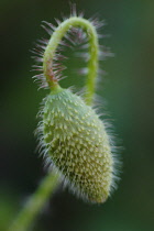 Poppy, Papaver rhoeas.