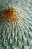 Thistle, Scotch thistle, Cotton thistle, Onopordum acanthium.