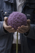 Allium, Allium giganteum.