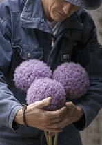 Allium, Allium giganteum.