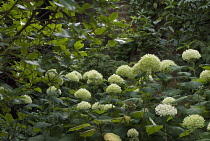 Hydrangea, Hydrangea arborescens 'Annabelle'.