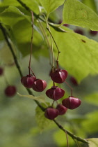 Spindletree, Euonymus.