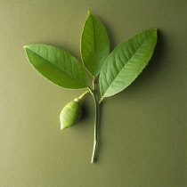 Lime, Citrus aurantiifolia.