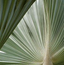 Fanpalm, Palm.