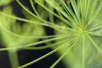 Fennel, Foeniculum vulgare.