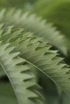 Honeybush, Melianthus major.