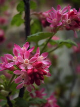 Spiraea, Spiraea japonica.