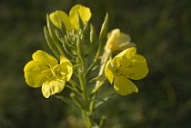 Evening Primrose, Oenothera biennis.