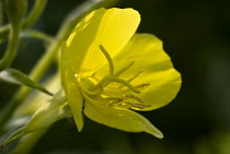 Evening Primrose, Oenothera biennis.