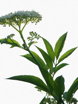 Elder, Sambucus nigra.