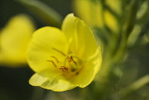 Evening Primrose, Oenothera biennis.