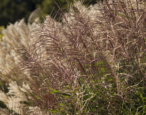 Japanesesilvergrass, Miscanthus sinensis 'Sirene'.