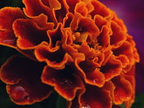 Marigold, French marigold, Tagetes patula.