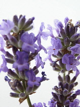 Lavender, Lavandula augustifolia.