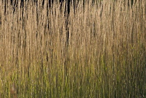 Feather reed grass, Calamogrostis x acutiflora 'Karl Foerster'.