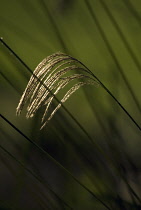 Himalayanfairygrass, Miscanthus nepalensis.