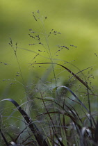 Squawswitchgrass, Panicum virgatum 'Squaw'.