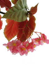 Begonia.