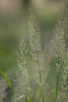 Korean Feather Reed Grass, Calamagrostis brachytricha.