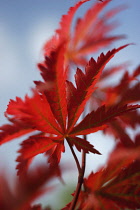 Virginia creeper, Parthenocissus quinquefolia.