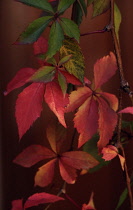 Virginia creeper, Parthenocissus quinquefolia.