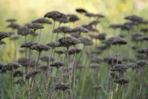 Yarrow, Achillea.