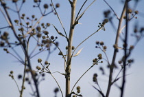 Sea Holly, Eryngium yuccifolium.