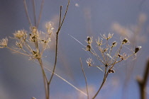 Dill, Anethum graveolens.