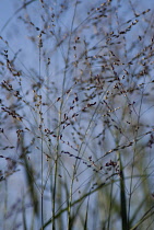 Switchgrass, Panicum virgatum 'Prairie Sky'.
