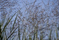 Switchgrass, Panicum virgatum 'Prairie Sky'.