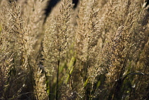 Korean Feather Reed Grass, Calamagrostis brachytricha.