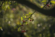 Cherry, Wild Cherry, Prunus avium.