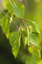 Birch, Betula.