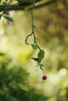 Crabapple, Malus hupehensis.