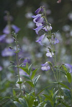 Penstemon, Penstemon 'Alice Hindley'.