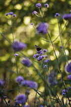 Verbena, Brazilian verbena, Verbena bonariensis.