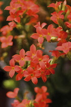 Kalanchoe, Kalanchoe blossfeldiana.