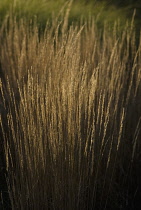 Feather reed grass Calamogrostis x acutiflora 'Karl Foerster'.