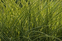 ChineseSIlverGrass, Miscanthus.